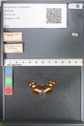 Media type: image;   Entomology 101057